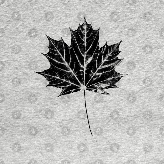 Maple Leaf Print by HammerPenStudio